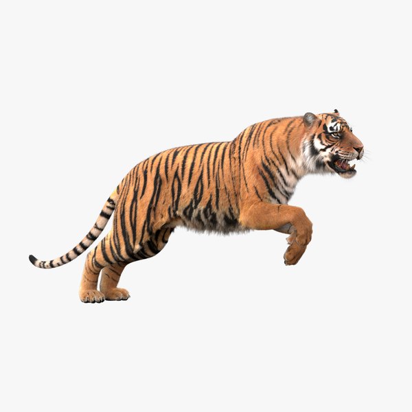 3D realistic tiger fur animation model