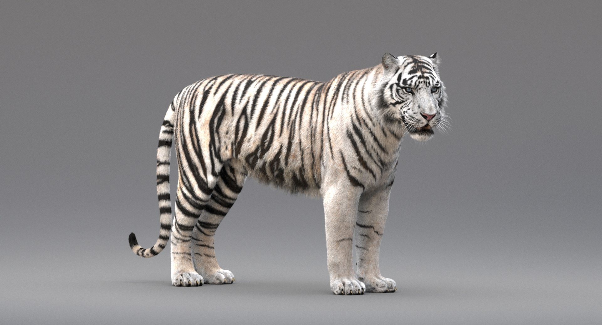 3D realistic tiger fur animation model - TurboSquid 1244180