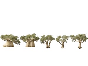 HighpolyLowpoly Adansonia digitata - Baobab 05 3D model
