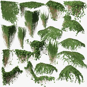 3D ivy p3 03 model