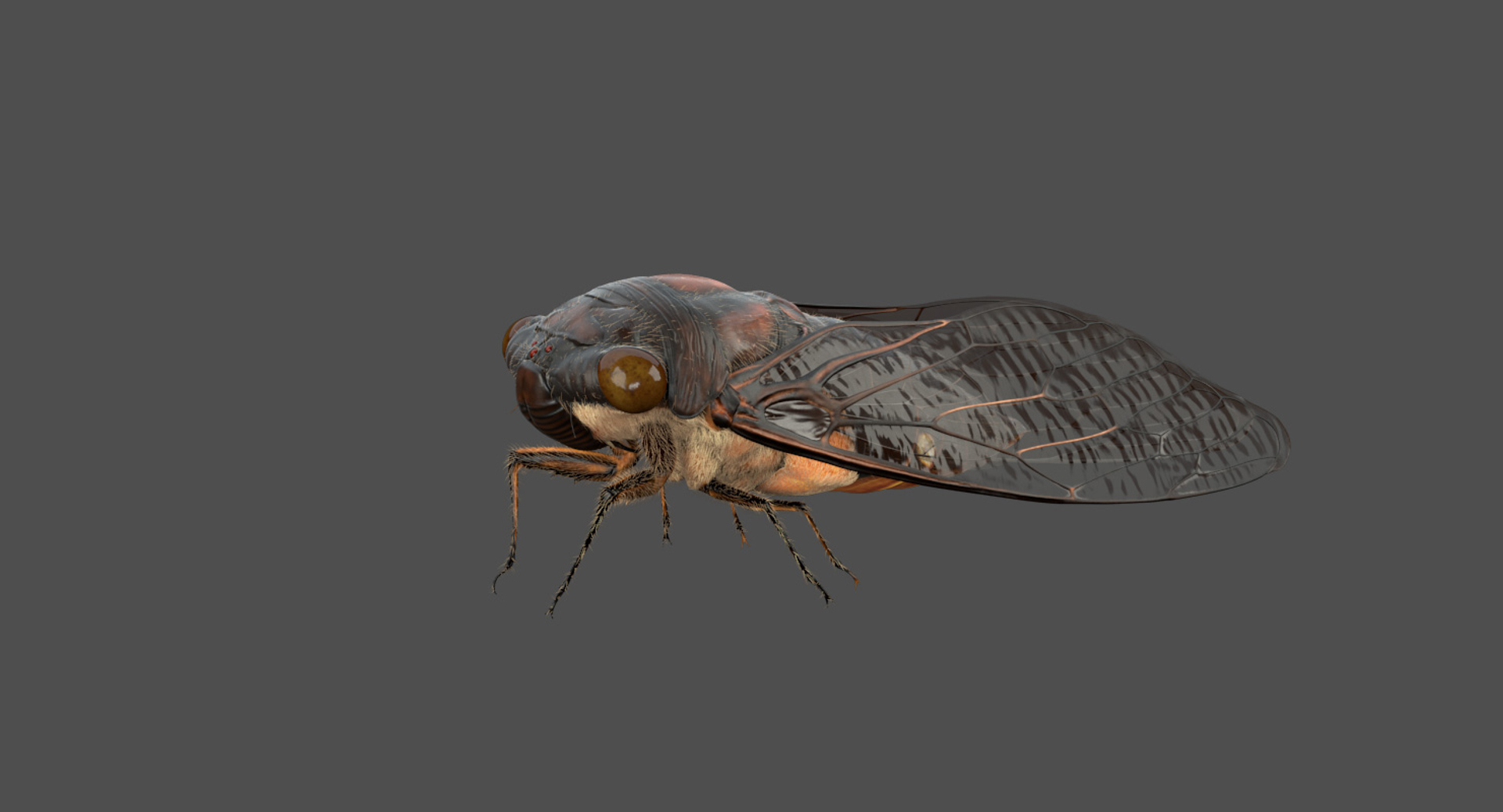 Rigged Cicada 3d Model