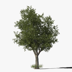 oak tree 3d model