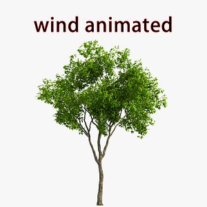 wind tree 06