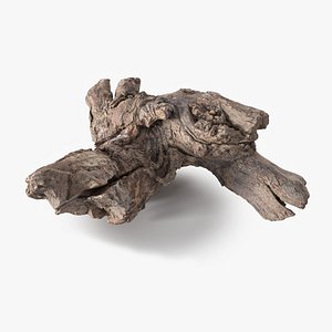 Grapevine Bark Scanned 12 StemCell