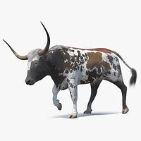 Mottled Brown Longhorn Bull Walking Pose Fur
