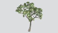 Green Landscape Tree 3D Model - Broadleaf Ornamental Tree for Garden Park Scene tree