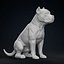 American Bully Pitbull Muscle Dog