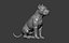 American Bully Pitbull Muscle Dog