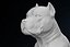 American Bully Pitbull Muscle Dog