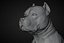 American Bully Pitbull Muscle Dog