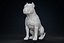 American Bully Pitbull Muscle Dog