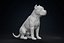 American Bully Pitbull Muscle Dog