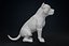 American Bully Pitbull Muscle Dog