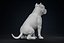 American Bully Pitbull Muscle Dog
