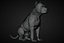 American Bully Pitbull Muscle Dog