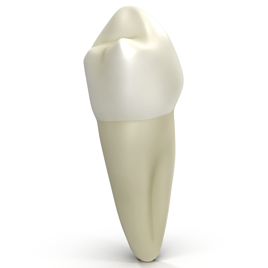 Bicuspid Modeled Realistic 3ds