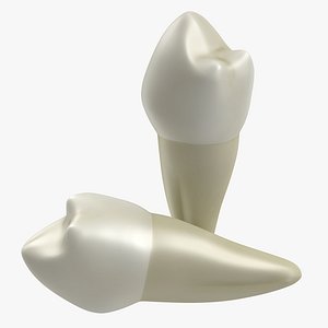 bicuspid modeled realistic 3ds