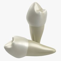 Bicuspid 3D Model