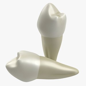 Bicuspid 3D Model
