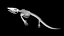 Mosasaurus skeleton