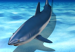 Mako Shark - 3D Model with Poses