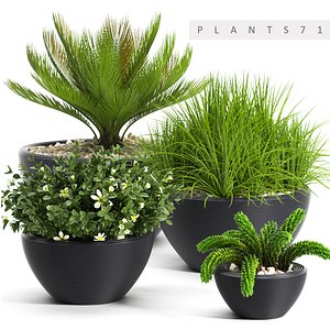 3d plants 71 model
