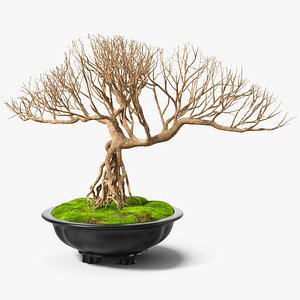 3D bonsai naked tree pot model