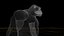 Macaco King Kong