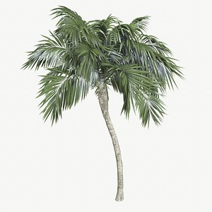 palm tree coconut 3D model