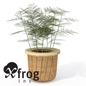maya xfrogplants asparagus fern plant