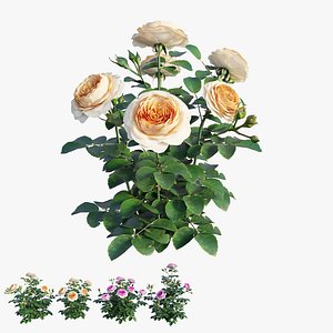 Queen Of Sweden Rose 02 3D model