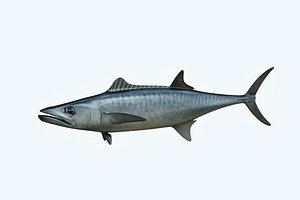 3D king mackerel model