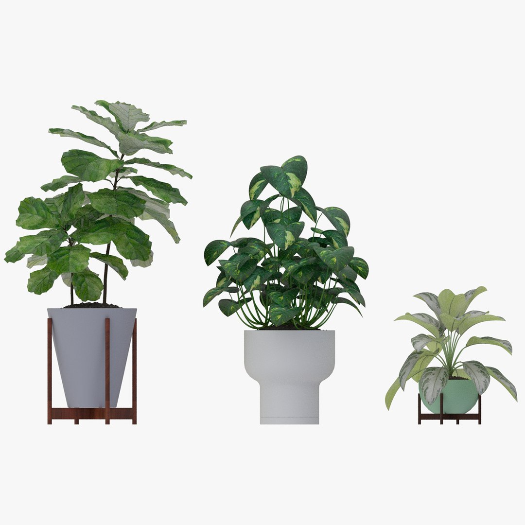 3d-realistic-houseplants-collection-model-turbosquid-1971643