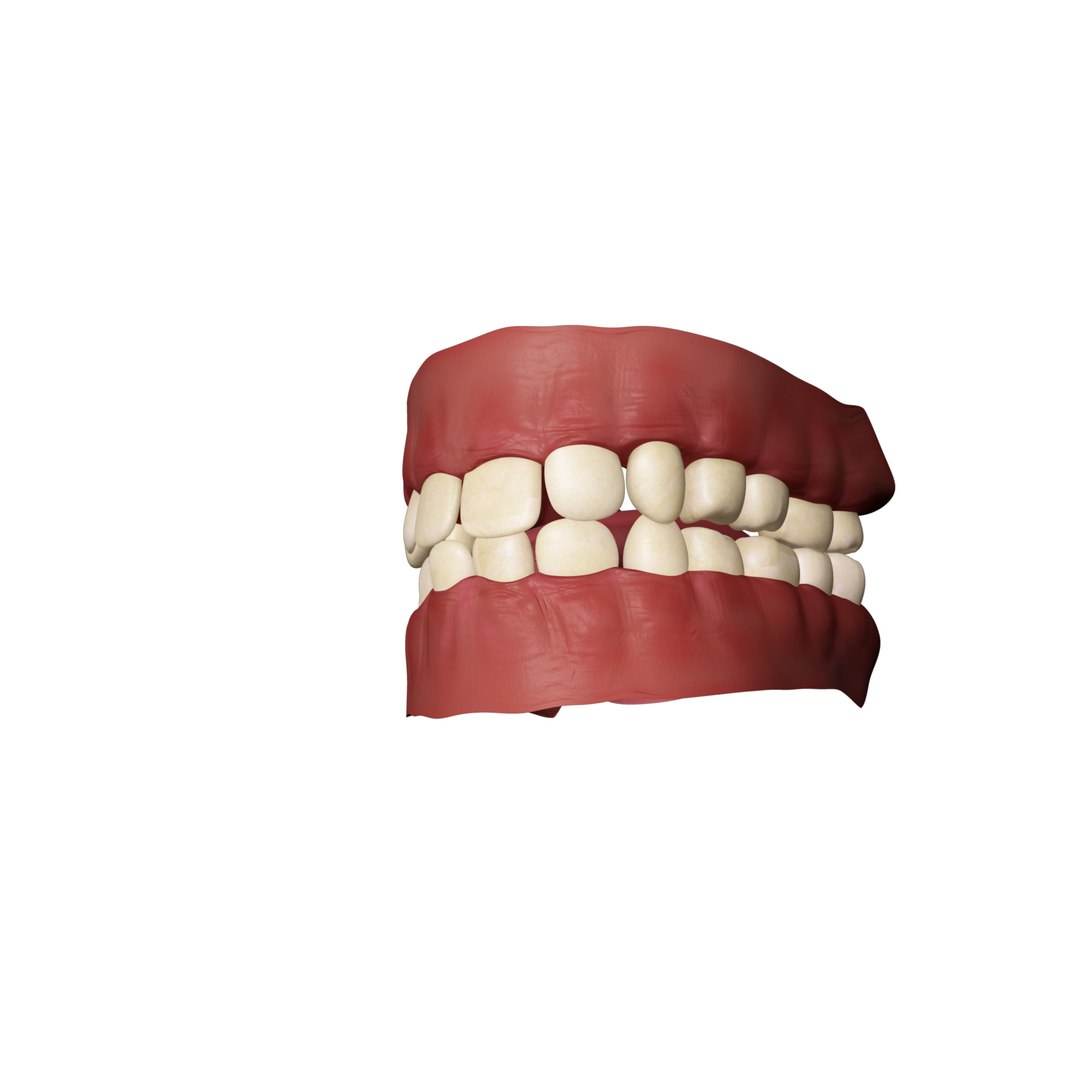 teeth gums 3d model https://p.turbosquid.com/ts-thumb/Z2/eYpKEM/TIb0Nn6h/gums1/jpg/1417430815/1920x1080/fit_q87/1ab5abbfe17cc49ba5d09002cdb727f90ea3737b/gums1.jpg