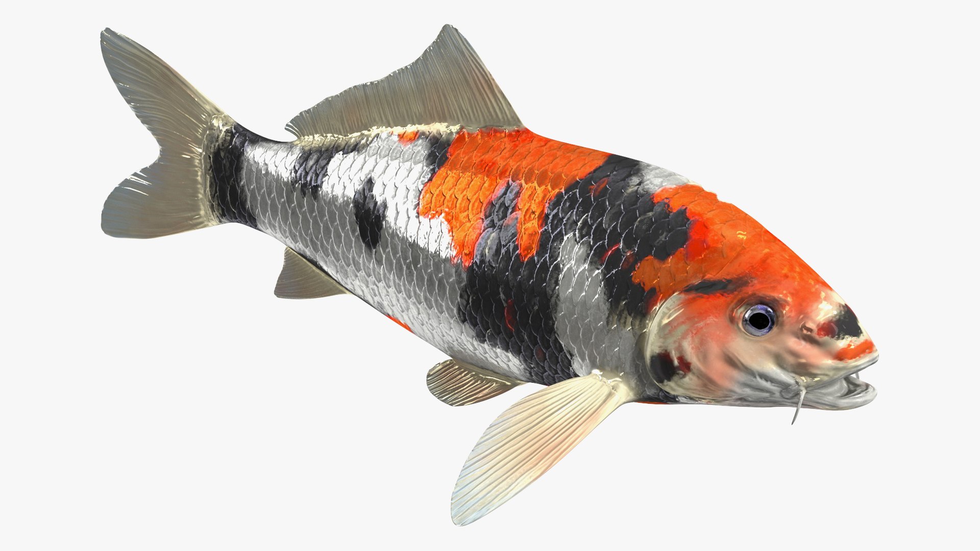 Harivake Koi Fish Rigged for Cinema 4D 3D model preview