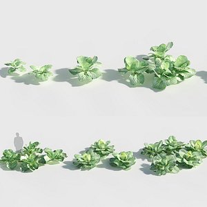 3D Brassica oleracea - Wild cabbage Low-poly 3D model model