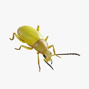 Beetle Cistelomorpha Melanopyga