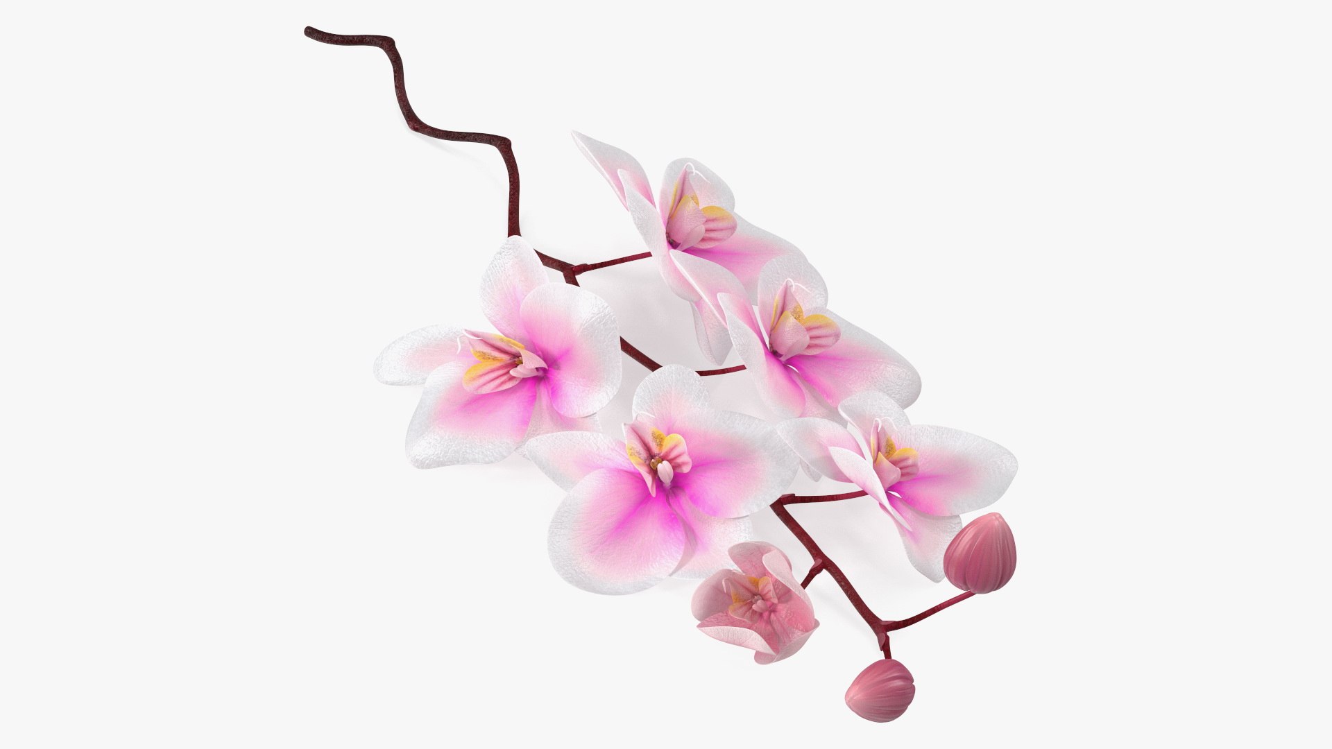 Small Orchid Stem 3D model preview