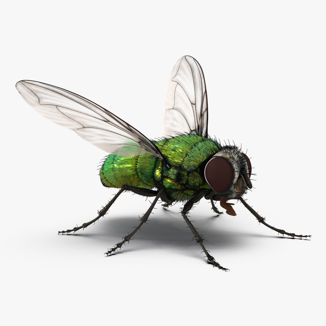 Green Bottle Fly Rigged with Fur 3D Model 3D model preview