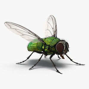 green bottle fly rigged 3d model