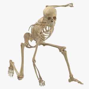 3D Real Human Female Skeleton Pose 101 model