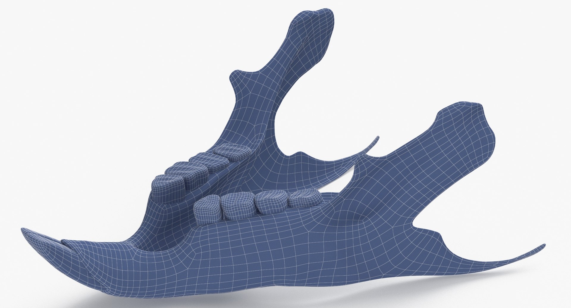 3D Chinchilla Lanigera Jaw 01 model https://p.turbosquid.com/ts-thumb/Z3/R1zrDo/1q/chinchilla_lanigera_jaw_01_wireframe_0006/jpg/1664790520/1920x1080/fit_q87/06269ffe0ece2251771a358621fa4011f6a92cfc/chinchilla_lanigera_jaw_01_wireframe_0006.jpg