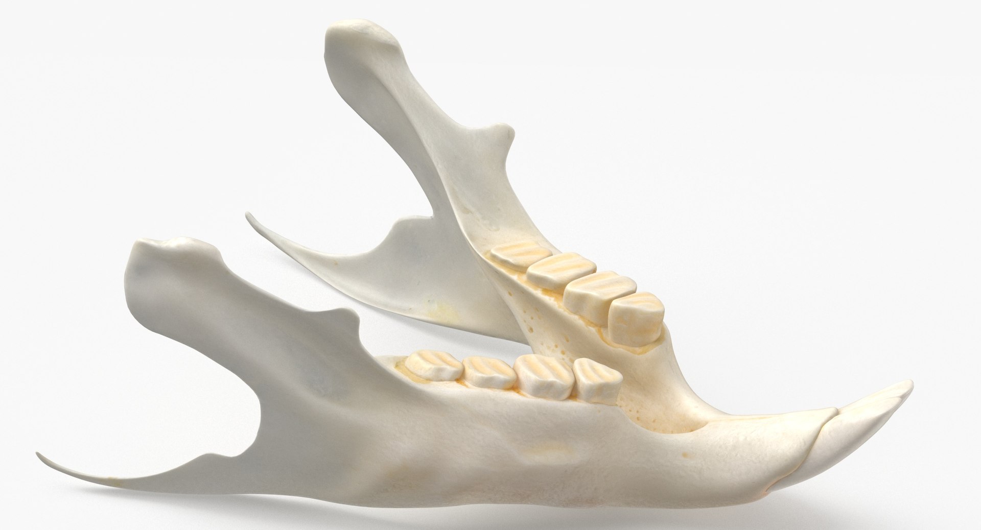 3D Chinchilla Lanigera Jaw 01 model https://p.turbosquid.com/ts-thumb/Z3/R1zrDo/8h/chinchilla_lanigera_jaw_01_thumbnail_0003/jpg/1664790482/1920x1080/fit_q87/20d2d71c9ec7b723477b959d4fa126b11a5839a1/chinchilla_lanigera_jaw_01_thumbnail_0003.jpg