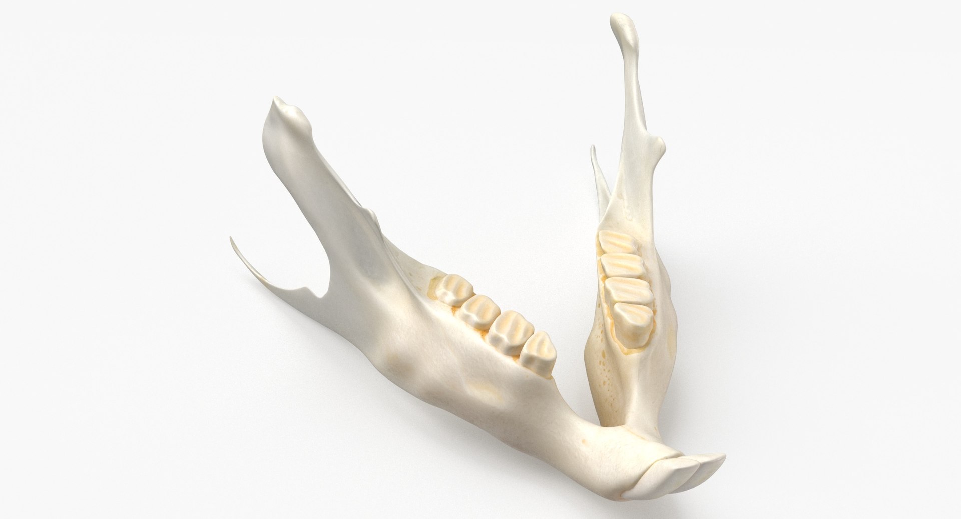 3D Chinchilla Lanigera Jaw 01 model https://p.turbosquid.com/ts-thumb/Z3/R1zrDo/cS/chinchilla_lanigera_jaw_01_thumbnail_0002/jpg/1664790334/1920x1080/fit_q87/1128434dcf4cb0c8dd4f3c9e944d9e6dbcb307d6/chinchilla_lanigera_jaw_01_thumbnail_0002.jpg
