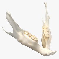 Chinchilla Lanigera Jaw 01