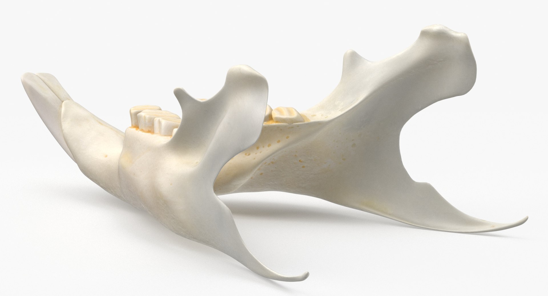 3D Chinchilla Lanigera Jaw 01 model https://p.turbosquid.com/ts-thumb/Z3/R1zrDo/sm/chinchilla_lanigera_jaw_01_thumbnail_0005/jpg/1664790489/1920x1080/fit_q87/a4a98137f2b0a9a5033cb1561a1a704c57f0c415/chinchilla_lanigera_jaw_01_thumbnail_0005.jpg