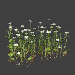 3D chamomile flower plants