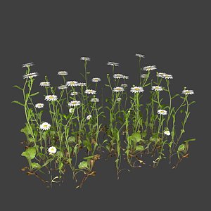Chamomile flower