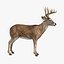 deer animation 3d model