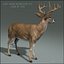 deer animation 3d model